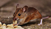 24 Hour & Emergency Exterminators in Atlantic City, NJ